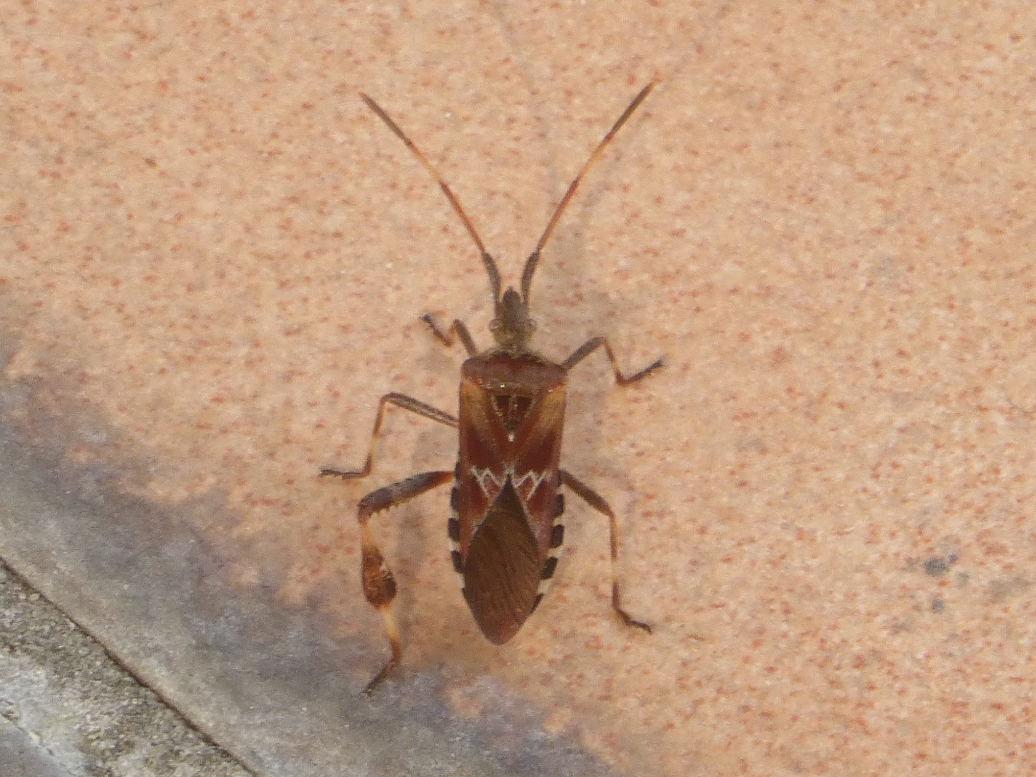 Wat is dit voor een insect